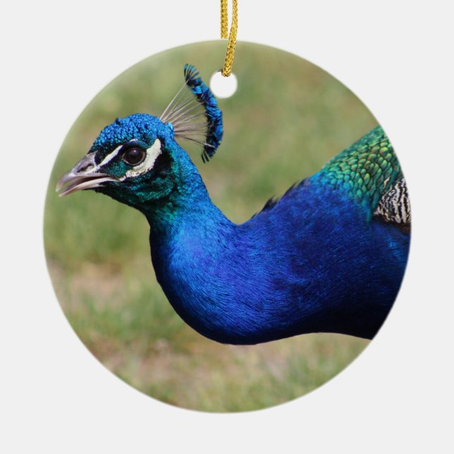 Peacock Ornament (Framsidan)