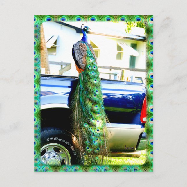 Peacock på ett Pickupt vykort (Framsida)