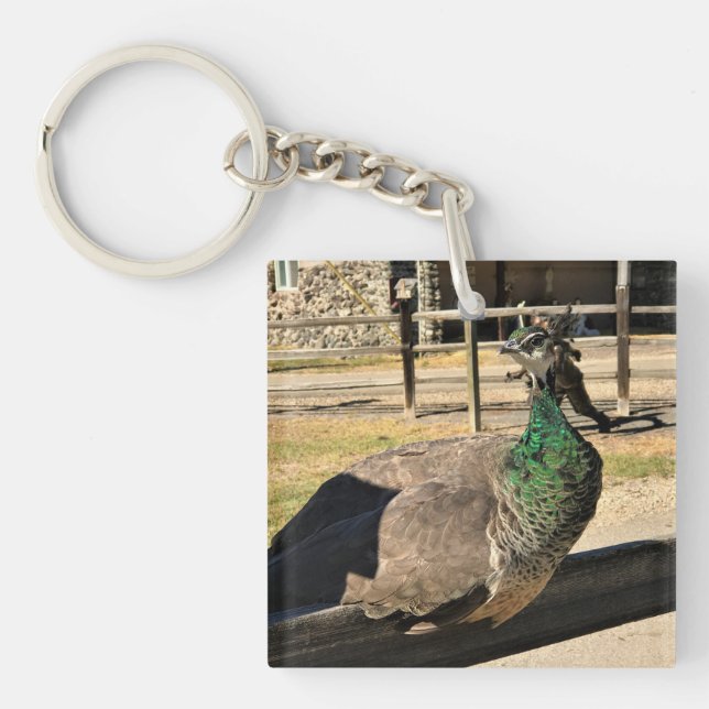 Peacock på ett staket, Idaho (Framsidan)