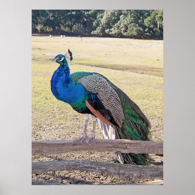 Peacock på ett staket poster (Framsidan)