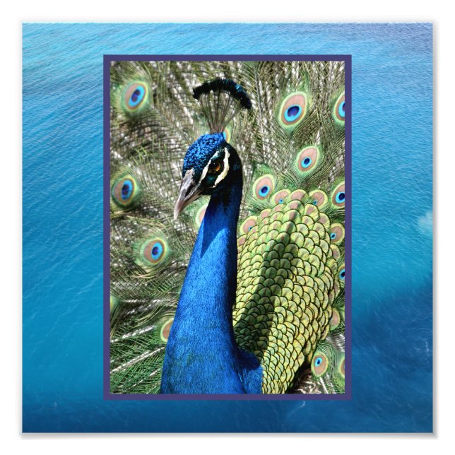 Peacock på havsbotten fototryck (Framsidan)