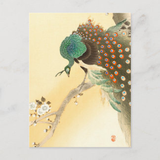 Peacock på körsbär blommar träd + Ohara Koson - Vykort