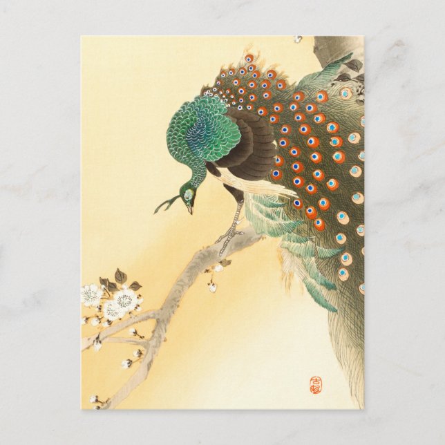 Peacock på körsbär blommar träd + Ohara Koson -  Vykort (Framsida)