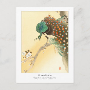 Peacock på körsbär blommar träd - Ohara Koson + Vykort