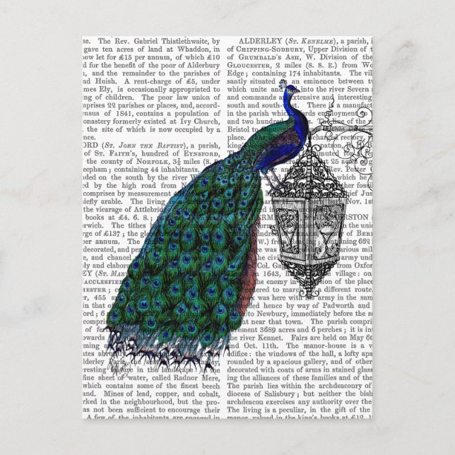 Peacock på lampa vykort (Framsida)