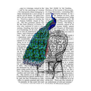 Peacock på ordförande magnet