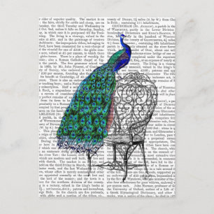 Peacock på ordförande vykort