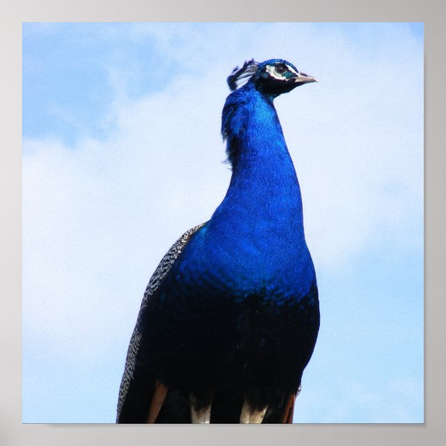 Peacock på väggen poster (Framsidan)