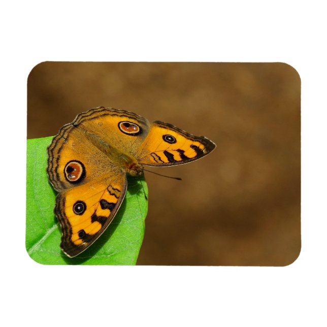 Peacock pansy butterfly magnet (Horisontell)