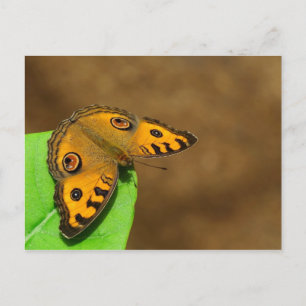 Peacock Pansy Butterfly Vykort