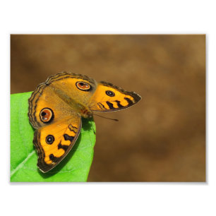 Peacock Pansy Fototryck