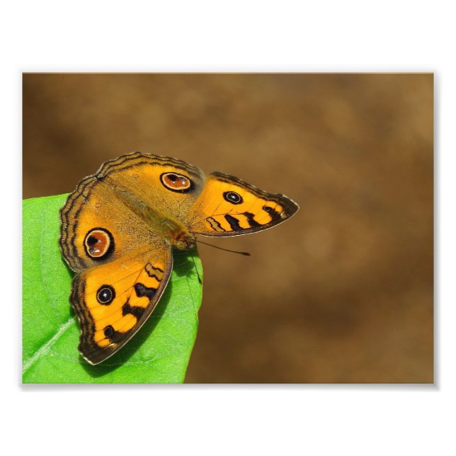 Peacock Pansy Fototryck (Framsidan)