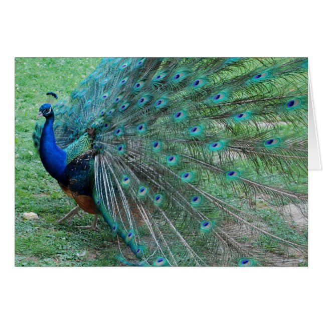 Peacock paradisiac OBS kort (Framsidan Horizontal)