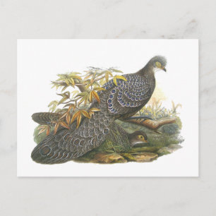 Peacock Pheasant Vykort