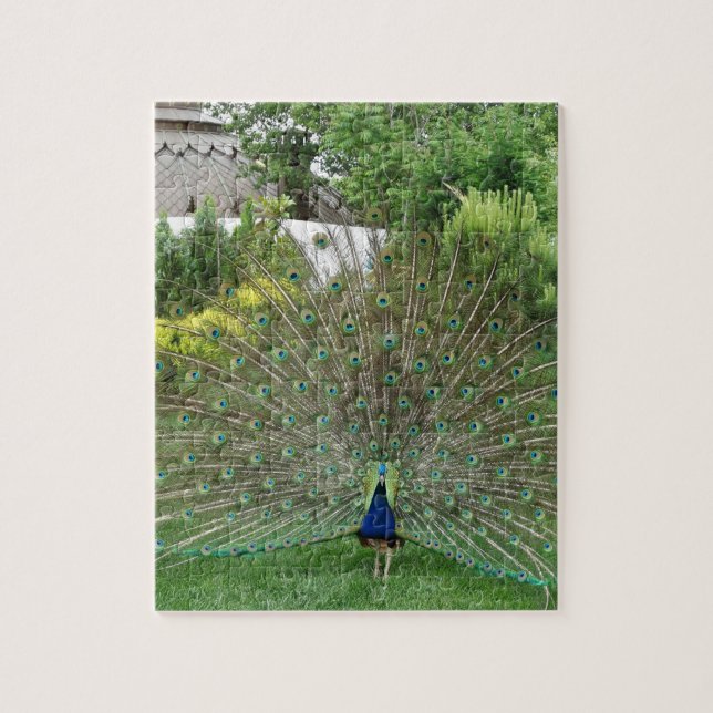 Peacock Photo 8" x 10" Photo Puzzle med Gift Box Pussel (Vertikal)