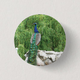 Peacock Photo Badge Knapp