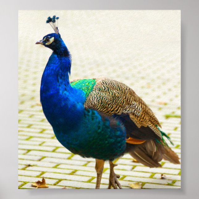 Peacock Photo Poster (Framsidan)