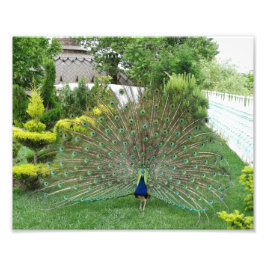 Peacock Photo Print Fototryck