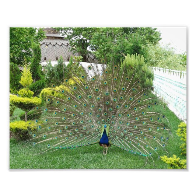 Peacock Photo Print Fototryck (Framsidan)