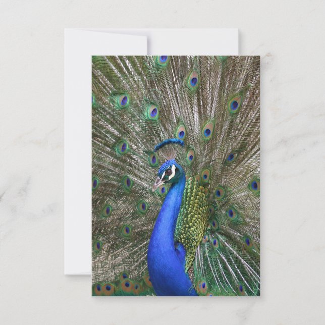 Peacock Photo Tack Kort (Framsida)