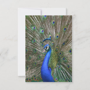 Peacock Photo Tack Kort