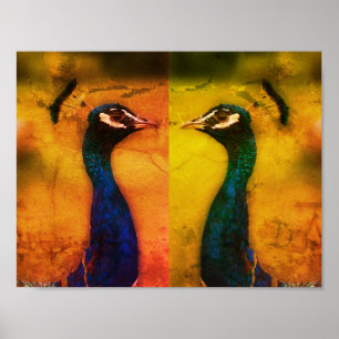 Peacock Photo Value Poster Pappert (projektionsyta