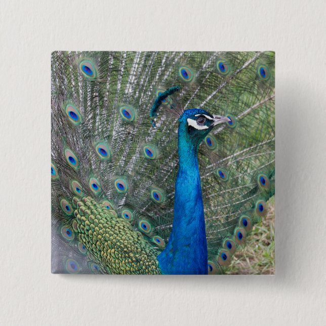 Peacock Photography Knapp (Framsida)