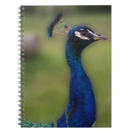 Peacock Photography Notebook Anteckningsbok Med Spiral