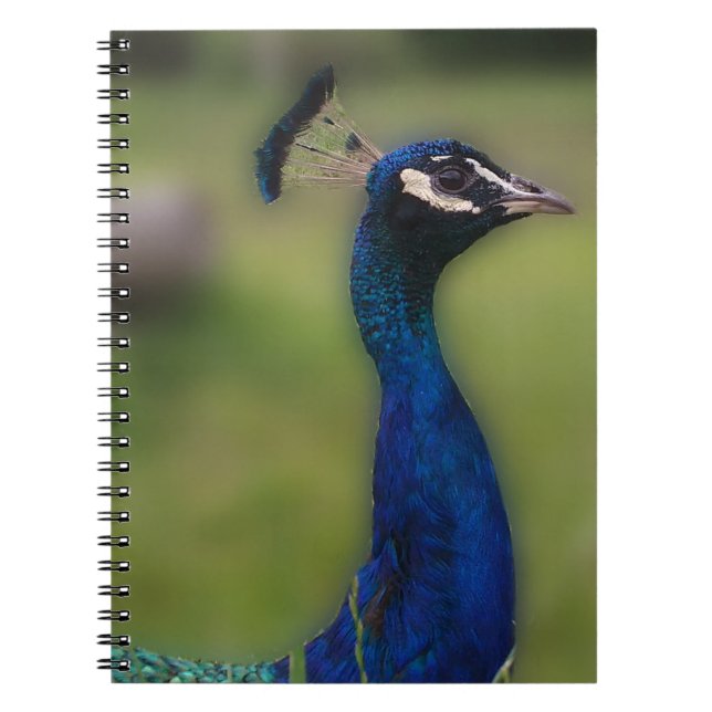 Peacock Photography Notebook Anteckningsbok Med Spiral (Framsidan)