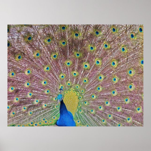 Peacock porträtt II Poster (Framsidan)