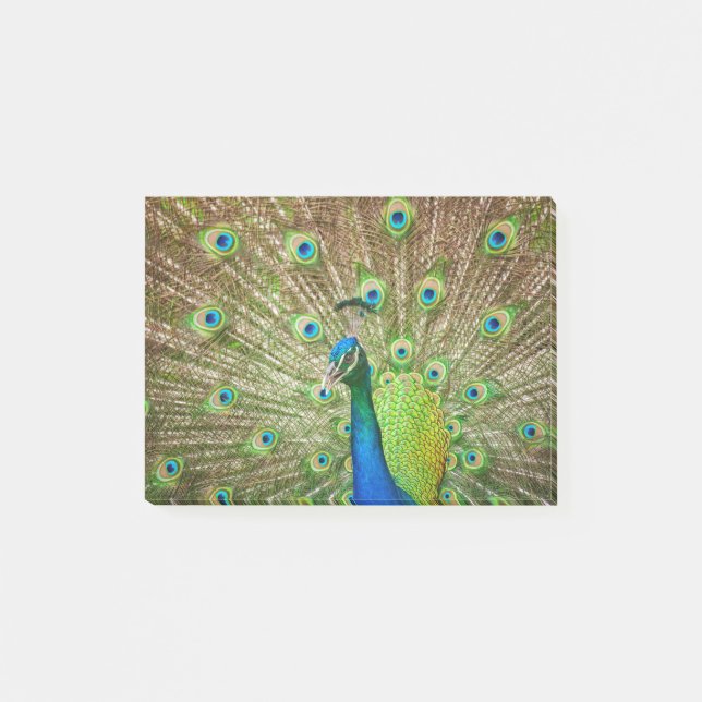 Peacock Post-it Block (Framsida)