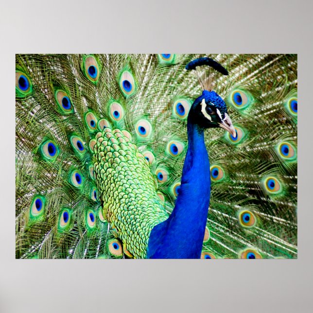 Peacock Poster (Framsidan)