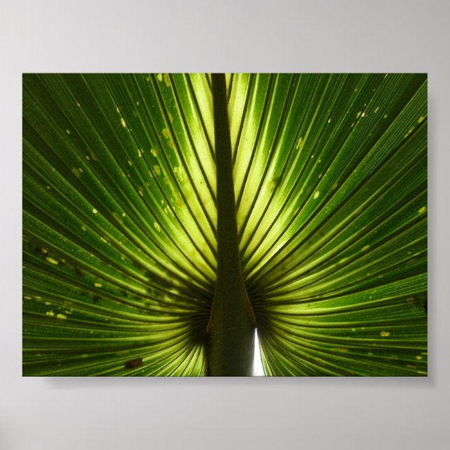 Peacock Poster (Framsidan)