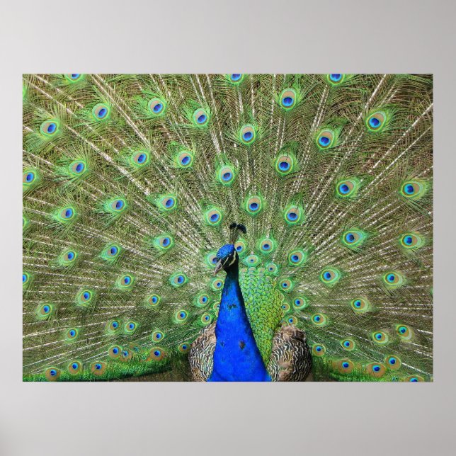 Peacock Poster (Framsidan)