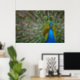 Peacock Poster (Home Office)
