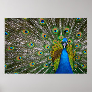 Peacock Poster