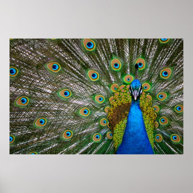 Peacock Poster (Framsidan)