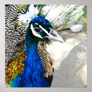 Peacock Poster