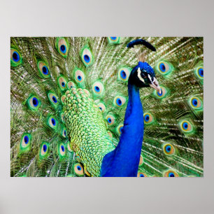 Peacock Poster