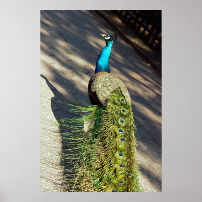 Peacock Poster (Framsidan)