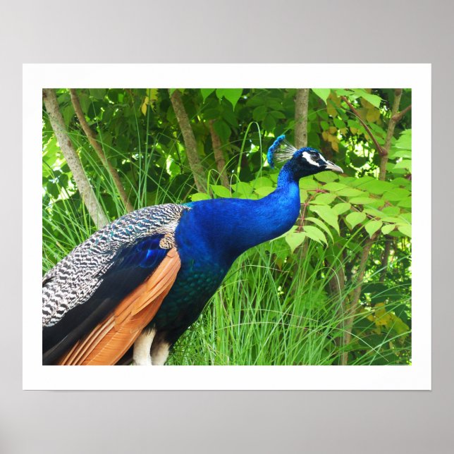 Peacock Poster (Framsidan)