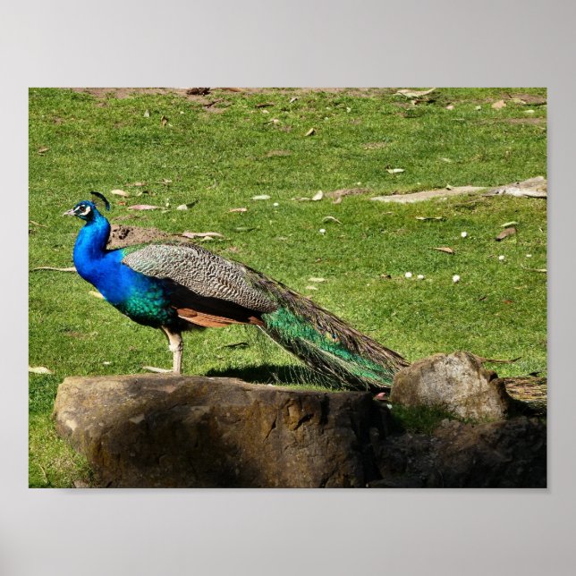 Peacock Poster (Framsidan)