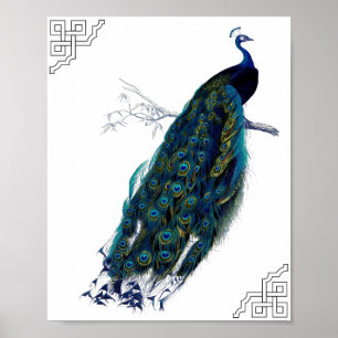 Peacock Poster
