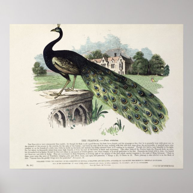 Peacock Poster (Framsidan)