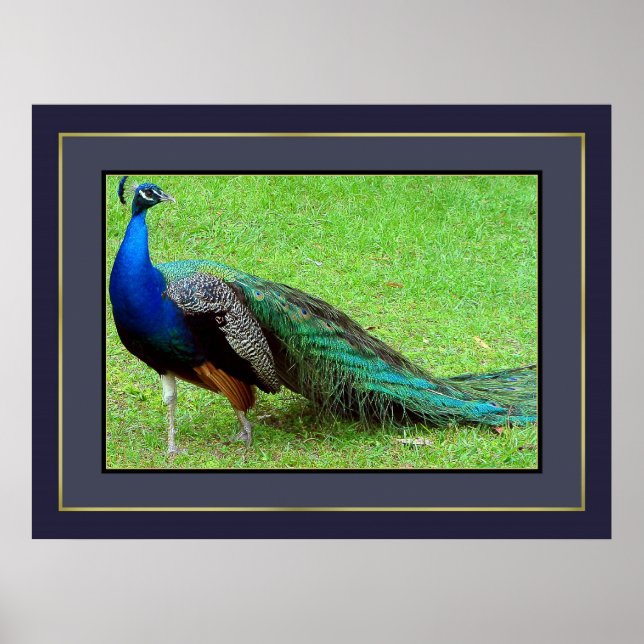 Peacock Poster (Framsidan)