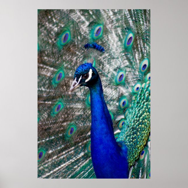 Peacock Poster (Framsidan)
