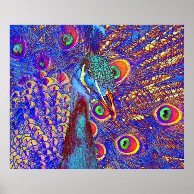 Peacock Poster (Framsidan)