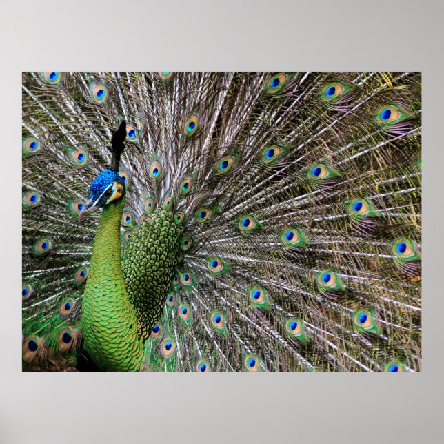 Peacock Poster (Framsidan)