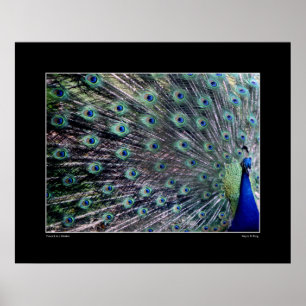 Peacock Poster