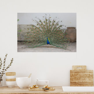 Peacock Poster